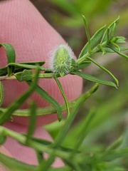 Rhopalomyia gemmaria