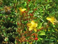 Hypericum undulatum