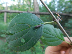 Achyra affinitalis