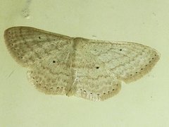 Scopula
