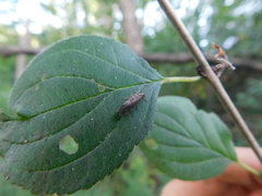 Achyra affinitalis
