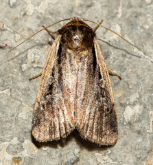 Ochropleura implecta