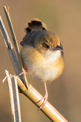 Cisticola erythrops