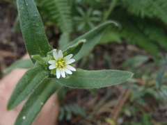 Cerastium nutans