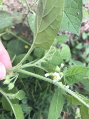 Solanum sarrachoides