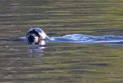 Pusa hispida ladogensis