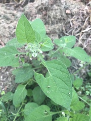 Solanum sarrachoides