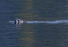 Pusa hispida ladogensis