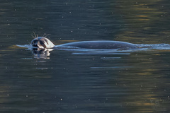 Pusa hispida ladogensis
