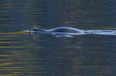 Pusa hispida ladogensis