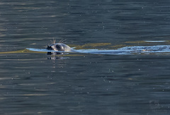 Pusa hispida ladogensis