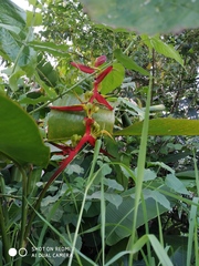 Heliconia schiedeana