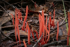 Clavulinopsis corallinorosacea image