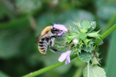 Bombus pascuorum
