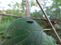 Achyra affinitalis
