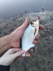 Blicca bjoerkna