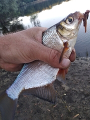 Blicca bjoerkna