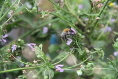 Bombus pascuorum