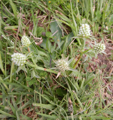 Eryngium nudicaule