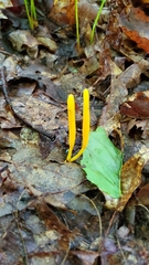 Clavulinopsis amoena