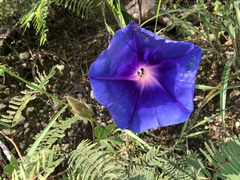 Ipomoea laeta