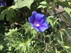 Ipomoea laeta