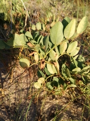 Astragalus glycyphyllos