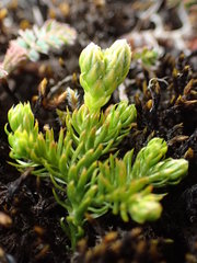 Austrolycopodium magellanicum
