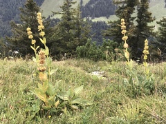 Gentiana lutea lutea