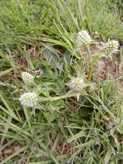 Eryngium nudicaule