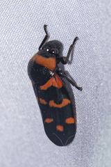 Cosmoscarta dimidiata