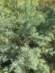 Cupressus glabra