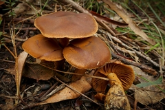 Cortinarius clelandii