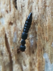 Astenus immaculatus