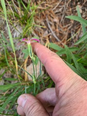 Dianthus kubanensis