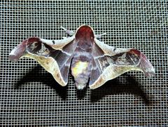 Holocerina smilax