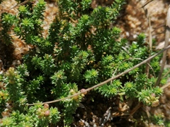 Galium arenarium