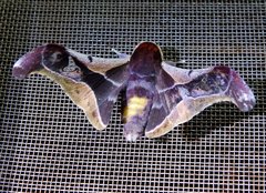 Holocerina smilax