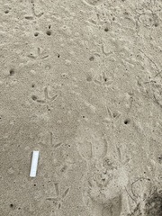 Limosa