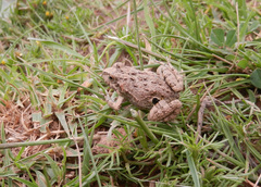 Pleurodema cinereum