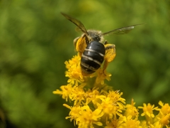 Andrena braccata