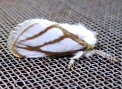 Parapluda invitabilis