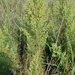photo of Tarragon (Artemisia dracunculus)
