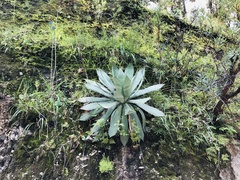 Agave guadalajarana
