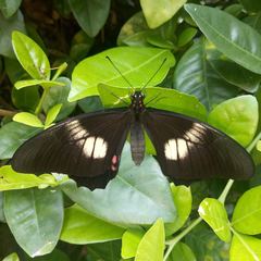 Heraclides anchisiades