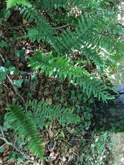 Polypodium interjectum