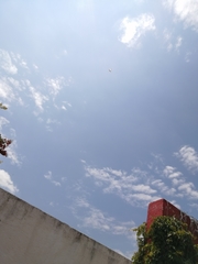 Protographium epidaus epidaus