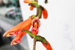 Lamourouxia rhinanthifolia