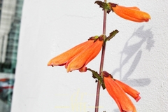 Lamourouxia rhinanthifolia