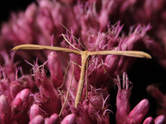 Stenoptilia